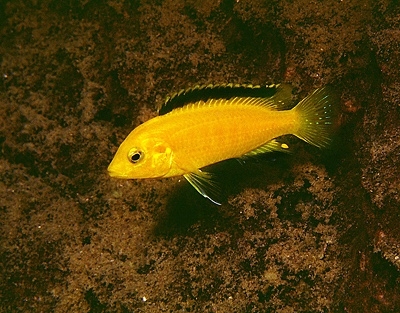 Labidochromis caeruleus 'Mbowe Island'